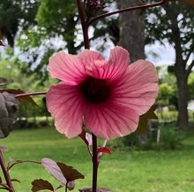 Load image into Gallery viewer, Red Shield Hibiscus acetosella Pint Plant Southern Flower Garden Southern Flower Garden