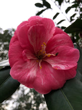 Load image into Gallery viewer, Camellia japonica 'Reverend John Bennett' plant - Very Rare Find