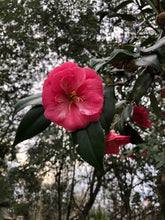 Load image into Gallery viewer, Camellia japonica 'Reverend John Bennett' plant - Very Rare Find