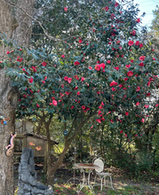 Load image into Gallery viewer, Camellia japonica 'Reverend John Bennett' plant - Very Rare Find