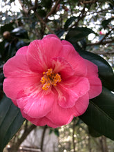 Load image into Gallery viewer, Camellia japonica 'Reverend John Bennett' plant - Very Rare Find