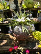 Load image into Gallery viewer, 'Katie's Dwarf White' Mexican Petunia pint plant Southern Flower Garden Southern Flower Garden