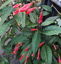 Load image into Gallery viewer, Plants Red Christmas Pride Tropical Monkey Ruellia amoena Pint Plant Southern Flower Garden Southern Flower Garden