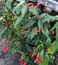 Load image into Gallery viewer, Plants Red Christmas Pride Tropical Monkey Ruellia amoena Pint Plant Southern Flower Garden Southern Flower Garden
