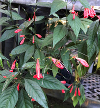 Load image into Gallery viewer, Plants Red Christmas Pride Tropical Monkey Ruellia amoena Pint Plant Southern Flower Garden Southern Flower Garden