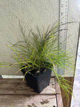 Load image into Gallery viewer, Russelia equisetiformis or Firecracker Plant pint plant Southern Flower Garden Southern Flower Garden