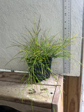 Load image into Gallery viewer, Russelia equisetiformis or Firecracker Plant pint plant Southern Flower Garden Southern Flower Garden