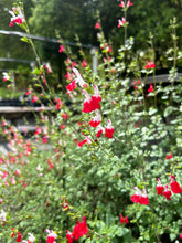 Load image into Gallery viewer, Hot Lips Salvia or Salvia microphylla Quart Plant Southern Flower Garden Southern Flower Garden