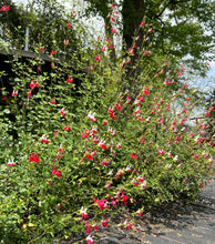 Load image into Gallery viewer, Hot Lips Salvia or Salvia microphylla Quart Plant Southern Flower Garden Southern Flower Garden