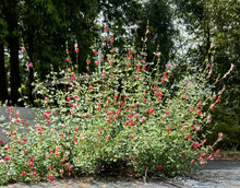 Load image into Gallery viewer, Hot Lips Salvia or Salvia microphylla Quart Plant Southern Flower Garden Southern Flower Garden
