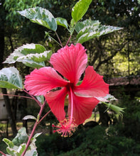 Load image into Gallery viewer, Plants Snow Queen Tropical Hibiscus Rosa sinensis Quart Plant Unbranded Southern Flower Garden