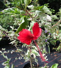 Load image into Gallery viewer, Plants Snow Queen Tropical Hibiscus Rosa sinensis Quart Plant Unbranded Southern Flower Garden