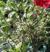 Load image into Gallery viewer, Plants Snow Queen Tropical Hibiscus Rosa sinensis Quart Plant Unbranded Southern Flower Garden