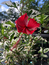 Load image into Gallery viewer, Plants Snow Queen Tropical Hibiscus Rosa sinensis Quart Plant Unbranded Southern Flower Garden