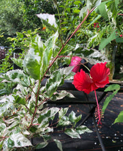 Load image into Gallery viewer, Plants Snow Queen Tropical Hibiscus Rosa sinensis Quart Plant Unbranded Southern Flower Garden