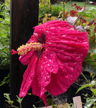 Load image into Gallery viewer, Summer in Paradise Hybrid Hibiscus Quart Plant Southern Flower Garden Southern Flower Garden
