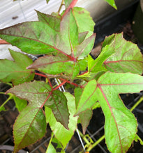Load image into Gallery viewer, Summer in Paradise Hybrid Hibiscus Quart Plant Southern Flower Garden Southern Flower Garden