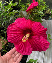 Load image into Gallery viewer, Summer in Paradise Hybrid Hibiscus Quart Plant Southern Flower Garden Southern Flower Garden