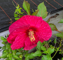 Load image into Gallery viewer, Summer in Paradise Hybrid Hibiscus Quart Plant Southern Flower Garden Southern Flower Garden