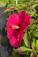 Load image into Gallery viewer, Summer in Paradise Hybrid Hibiscus Quart Plant Southern Flower Garden  Southern Flower Garden
