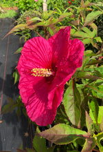 Load image into Gallery viewer, Summer in Paradise Hybrid Hibiscus Quart Plant Southern Flower Garden Southern Flower Garden
