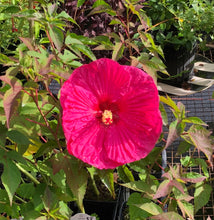 Load image into Gallery viewer, Summer in Paradise Hybrid Hibiscus Quart Plant Southern Flower Garden Southern Flower Garden