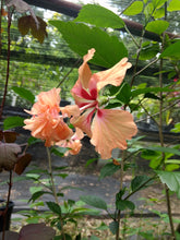 Load image into Gallery viewer, Hibiscus Tequila Sunrise or El Capitola rosa Sinensis Plant Southern Flower Garden Southern Flower Garden