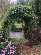 Load image into Gallery viewer, Raspberry Smoothie Black Eyed Susan Vine or Thunbergia alata pint plant Southern Flower Garden Southern Flower Garden