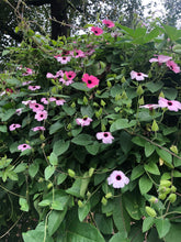 Load image into Gallery viewer, Raspberry Smoothie Black Eyed Susan Vine or Thunbergia alata pint plant Southern Flower Garden Southern Flower Garden