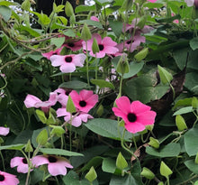Load image into Gallery viewer, Raspberry Smoothie Black Eyed Susan Vine or Thunbergia alata pint plant Southern Flower Garden Southern Flower Garden