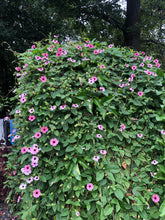 Load image into Gallery viewer, Raspberry Smoothie Black Eyed Susan Vine or Thunbergia alata pint plant Southern Flower Garden Southern Flower Garden