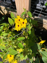 Load image into Gallery viewer, Home & Garden Thunbergia alata Sun Lady Pint Plant Southern Flower Garden Southern Flower Garden