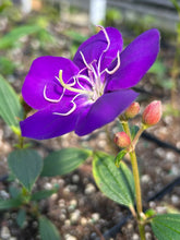 Load image into Gallery viewer, Dwarf Princess Flower Tibouchina Lepidota Pint Plant Southern Flower Garden Southern Flower Garden