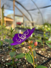 Load image into Gallery viewer, Dwarf Princess Flower Tibouchina Lepidota Pint Plant Southern Flower Garden Southern Flower Garden
