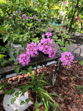 Load image into Gallery viewer, Lantana Trailing Lavender Quart Plant Southern Flower Garden  Southern Flower Garden
