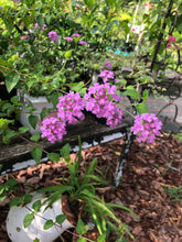 Load image into Gallery viewer, Lantana Trailing Lavender Quart Plant Southern Flower Garden  Southern Flower Garden