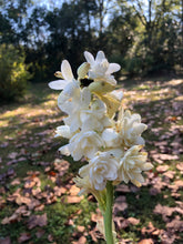 Load image into Gallery viewer, Plants Polianthes Tuberose fragrant Double White, The Pearl Starter Plant Southern Flower Garden  Southern Flower Garden