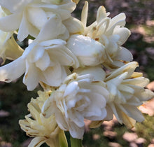 Load image into Gallery viewer, Plants Polianthes Tuberose fragrant Double White, The Pearl Starter Plant Southern Flower Garden  Southern Flower Garden