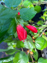 Load image into Gallery viewer, Red Turks Cap or Malvaviscus arboreus v drummondii Pint Plant Southern Flower Garden Southern Flower Garden