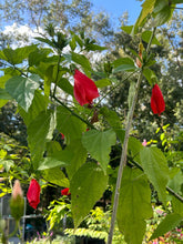 Load image into Gallery viewer, Red Turks Cap or Malvaviscus arboreus v drummondii Quart Plant Southern Flower Garden Southern Flower Garden
