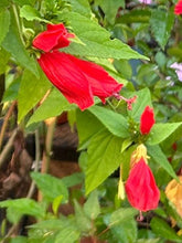 Load image into Gallery viewer, Red Turks Cap or Malvaviscus arboreus v drummondii Quart Plant Southern Flower Garden Southern Flower Garden