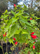 Load image into Gallery viewer, Red Turks Cap or Malvaviscus arboreus v drummondii Quart Plant Southern Flower Garden Southern Flower Garden