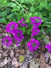 Load image into Gallery viewer, Verbena canadensis Homestead Purple pint plant Southern Flower Garden Southern Flower Garden