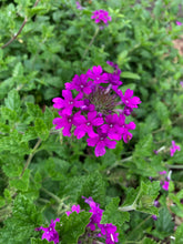 Load image into Gallery viewer, Verbena canadensis Homestead Purple pint plant Southern Flower Garden Southern Flower Garden