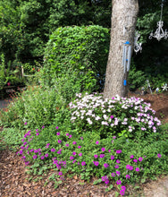 Load image into Gallery viewer, Verbena canadensis Homestead Purple pint plant Southern Flower Garden Southern Flower Garden