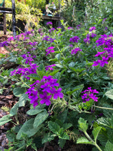 Load image into Gallery viewer, Verbena canadensis Homestead Purple pint plant Southern Flower Garden Southern Flower Garden