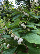 Load image into Gallery viewer, Callicarpa Americana var Lactea Beauty Berry white pint plant Southern Flower Garden Southern Flower Garden