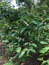 Load image into Gallery viewer, Callicarpa Americana var Lactea Beauty Berry white pint plant Southern Flower Garden Southern Flower Garden