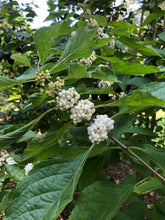 Load image into Gallery viewer, Callicarpa Americana var Lactea Beauty Berry white pint plant Southern Flower Garden  Southern Flower Garden
