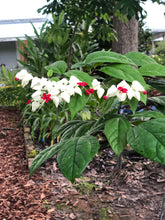 Load image into Gallery viewer, White Bleeding Heart Vine or Clerodendrum thomsoniae Pint Plant Southern Flower Garden Southern Flower Garden